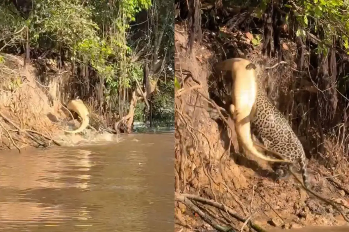 thumb_jag_vs_caiman