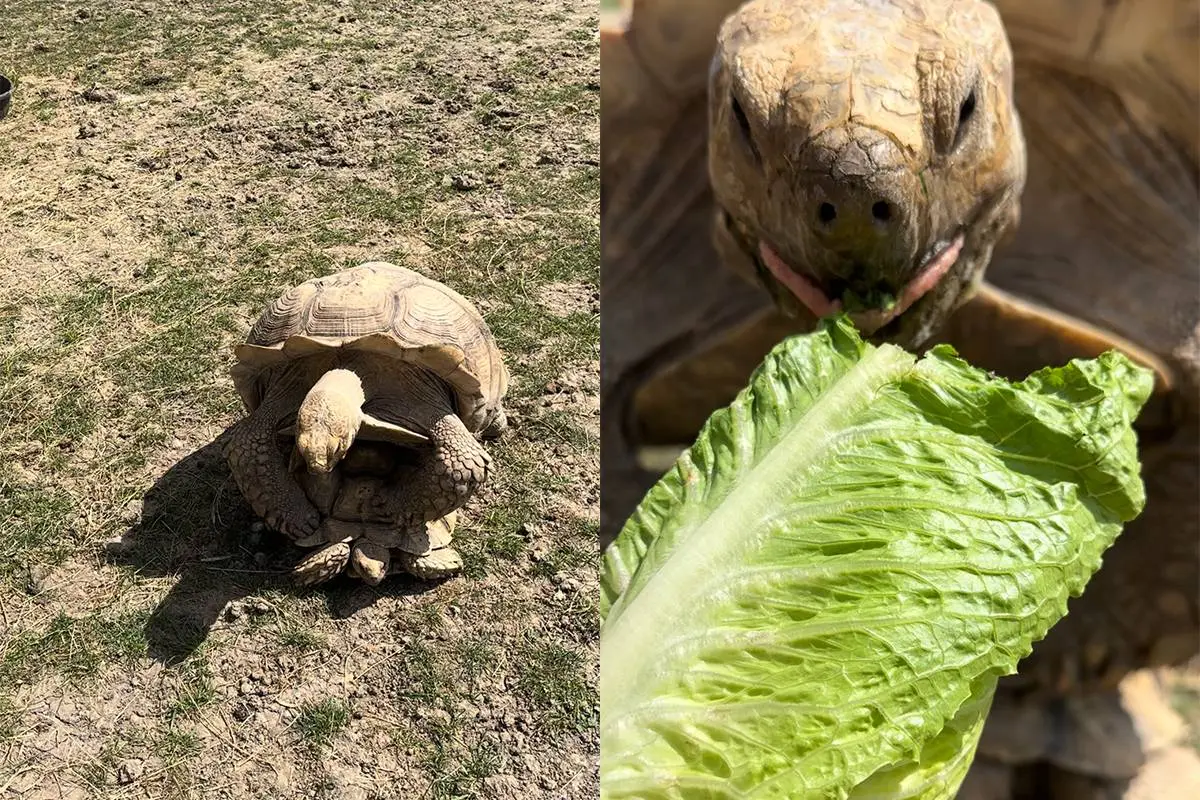 thumb_vk_Schildpadden_hebben_ook_honger_tijdens_de_daad