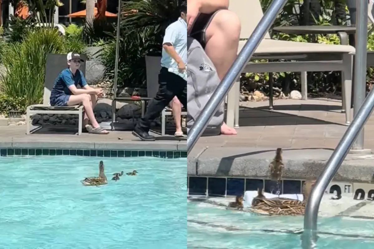 thumb_pool_ducks_viraal