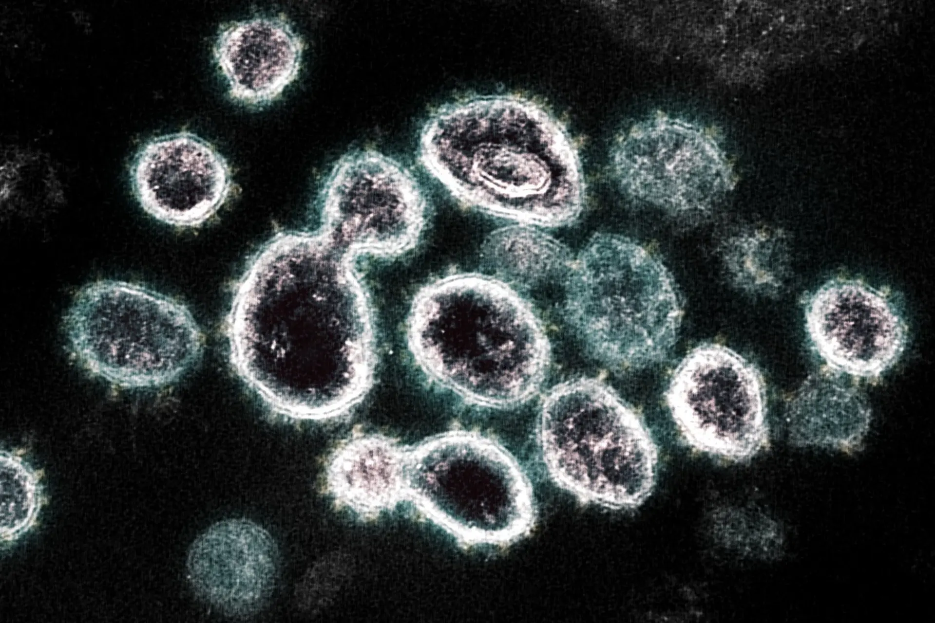 00virus immunology1 superjumbo