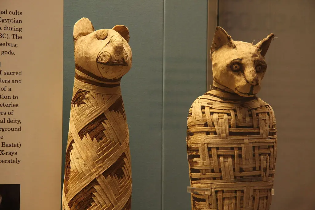 1024px british museum egypt mummies of animals 44237337281