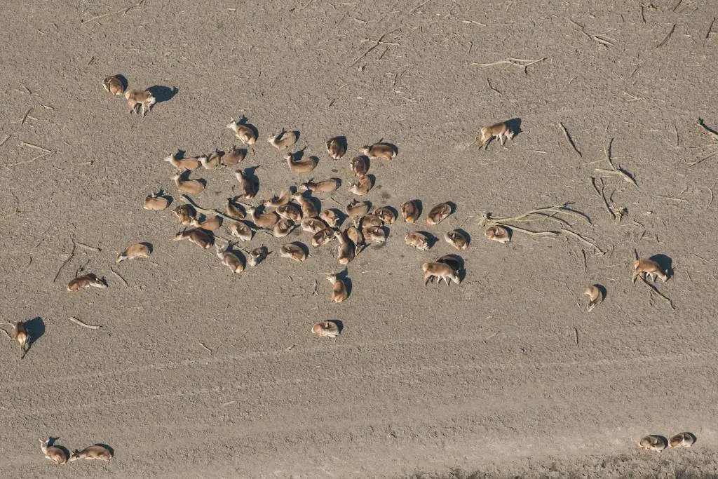 3000 grazers dood in oostvaardersplassen1522919048