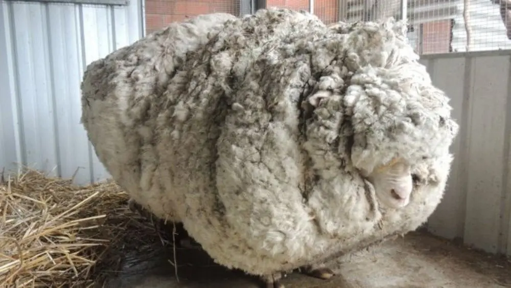 85337456 chris the sheep