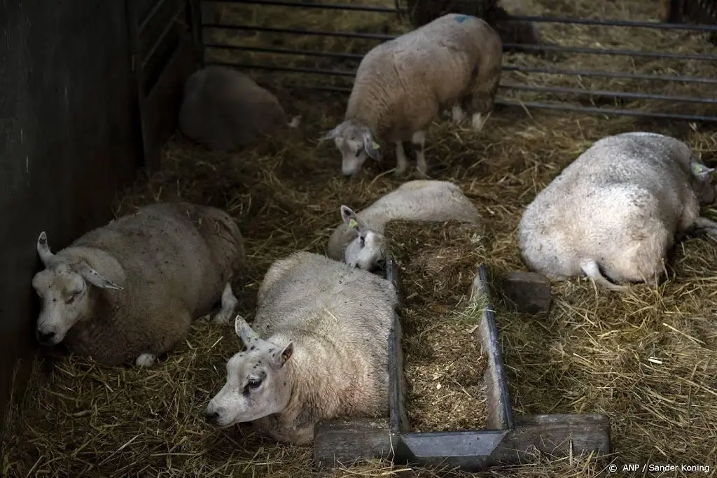 al meer dan duizend veebedrijven met blauwtong in nederland1696519454