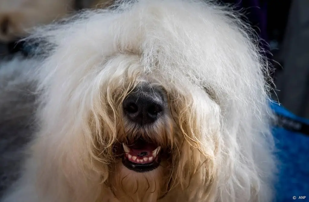 britse onderzoekers bekijken coronacheck door honden1589588652