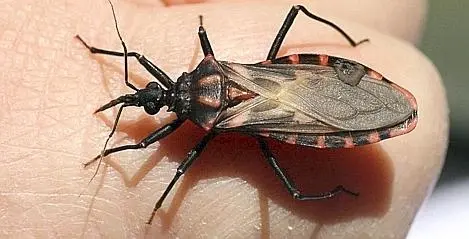 chagas kever