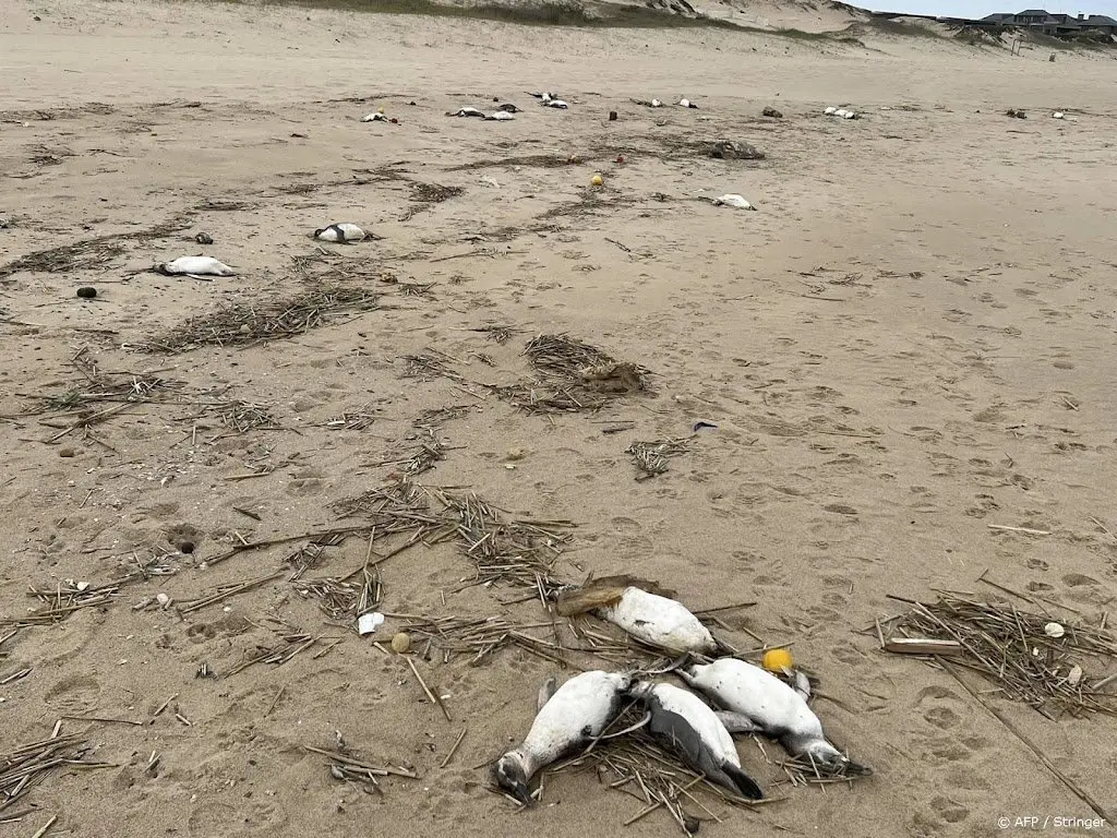 dode pinguins massaal aangespoeld in uruguay1690010967