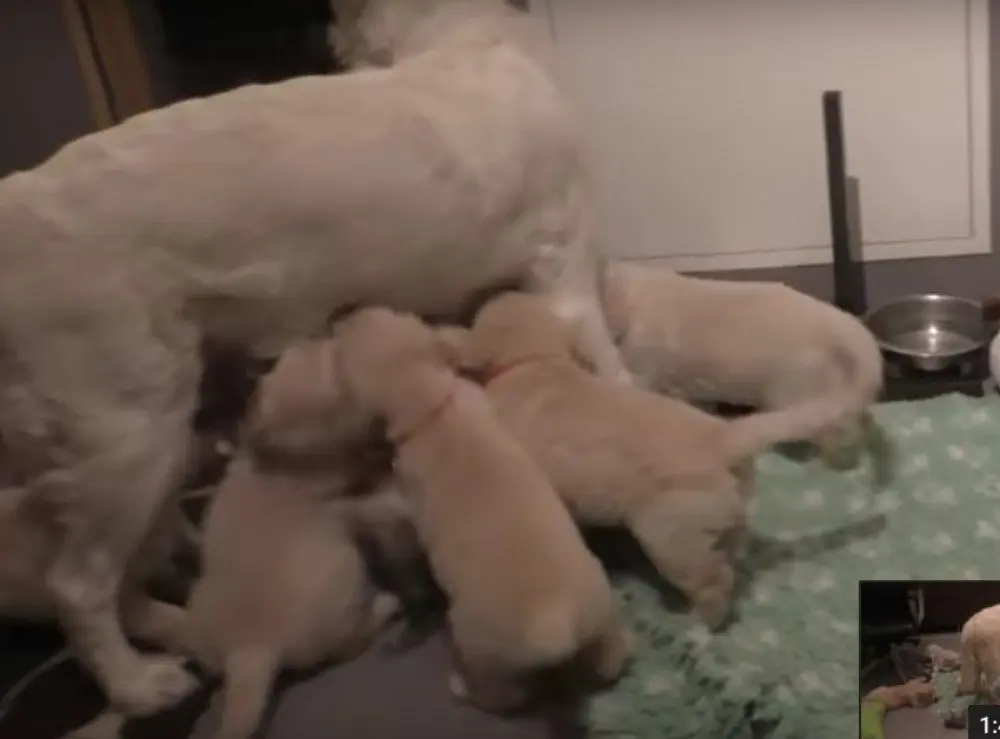 fireshot capture 262 175 how an experienced dog mother teaches https wwwyoutubecom watch