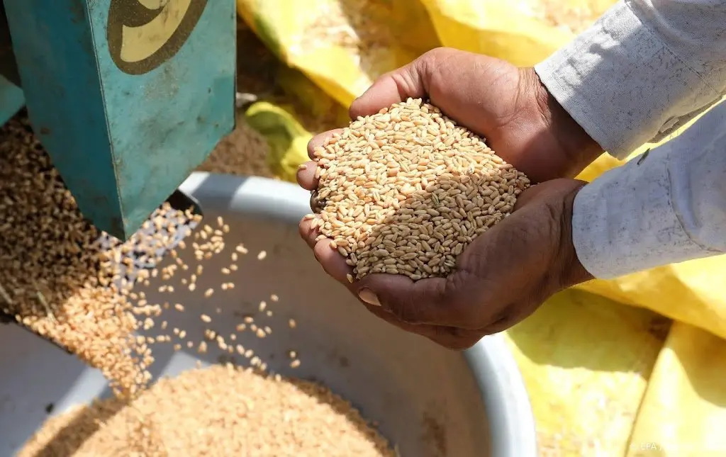 india verbiedt export tarwe prijzen kunnen wereldwijd oplopen1652514261