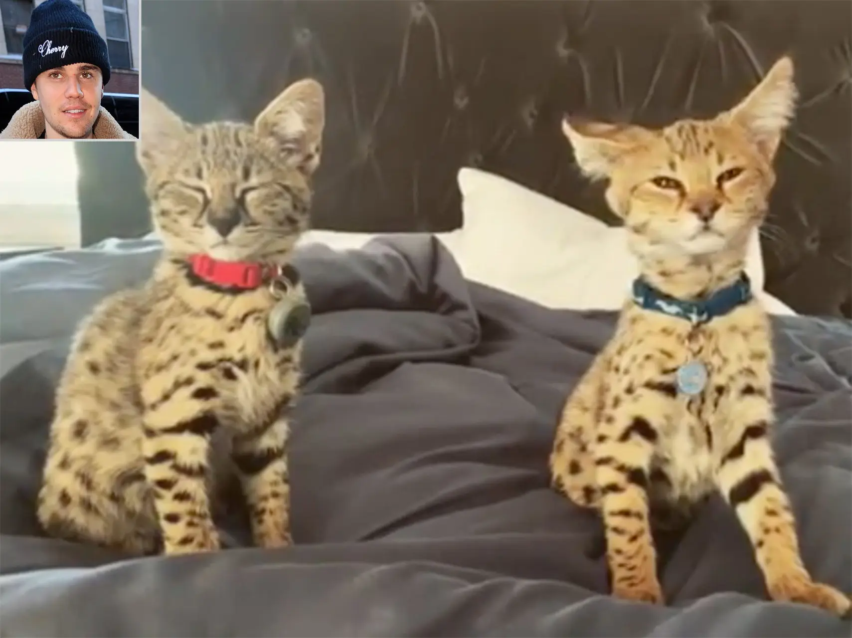 justin bieber cats