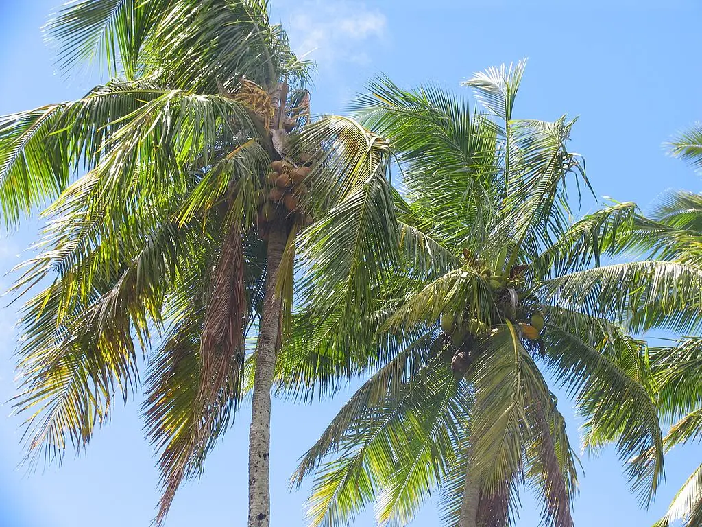 kokospalm