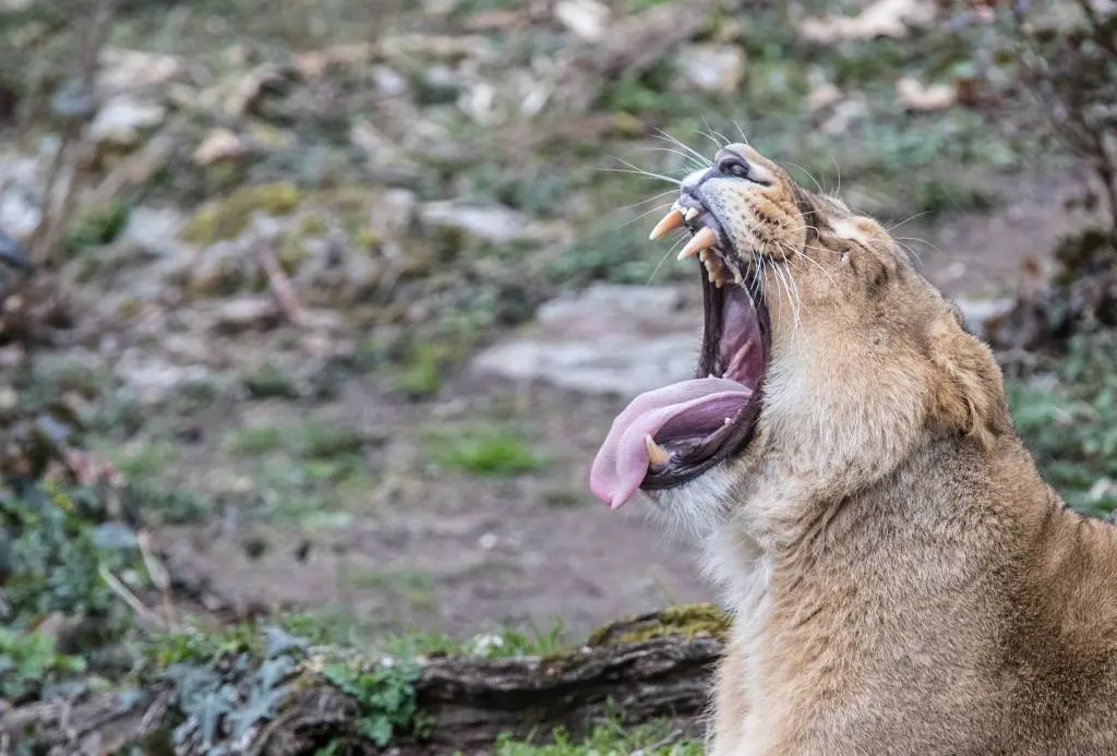 leeuw ontsnapt in vlaamse dierentuin1529571131