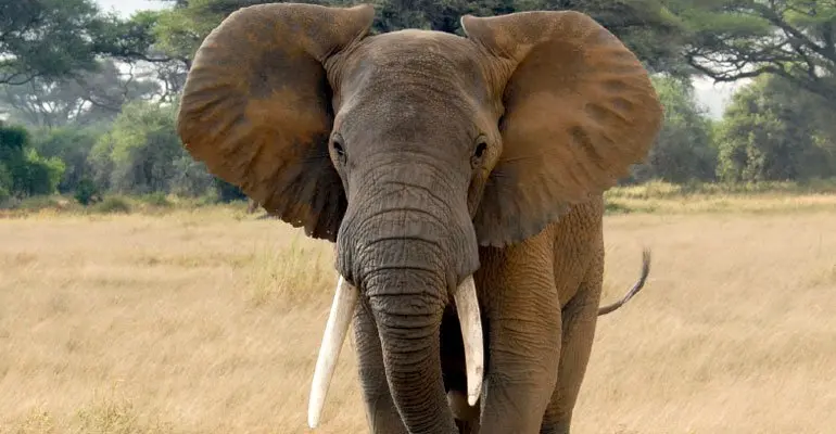 olifant
