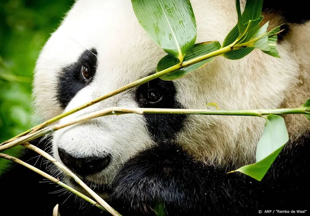 pandas ouwehands hebben voor het eerst gepaard1579533125