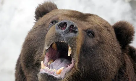 russian bear 006