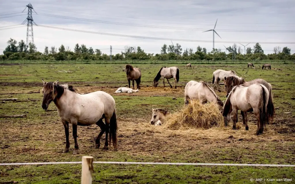 spoeddebat over paarden oostvaardersplassen1564550405