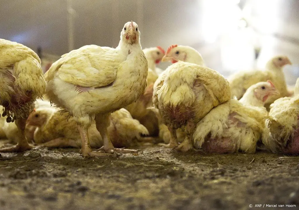 vogelgriep op pluimveebedrijf son 170 000 dieren worden geruimd1646183584