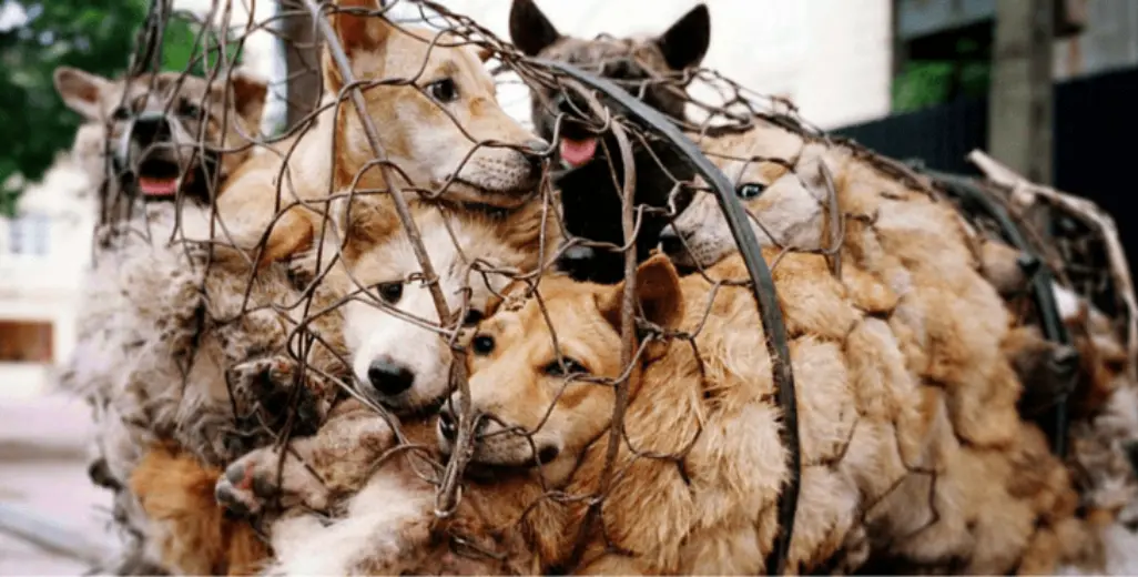 yulin dog meat cover