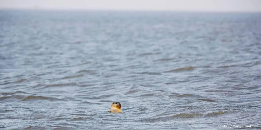 zeehond via de amstel op weg naar zee1561308254