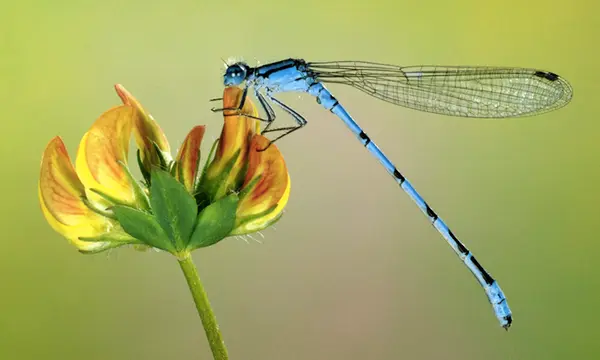 zou een libelle mij echt kunnen zien op grabbits