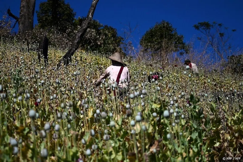 myanmar gaat afghanistan voorbij als grootste opiumproducent1702360878