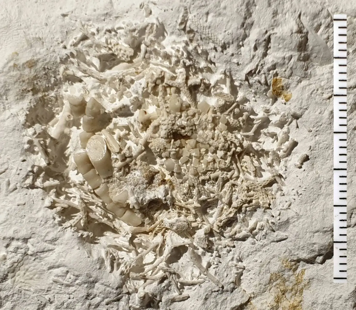 dk 1295 fossilt braek med soeliljer sten lennart jakobsen 1536x1338jpgjpg