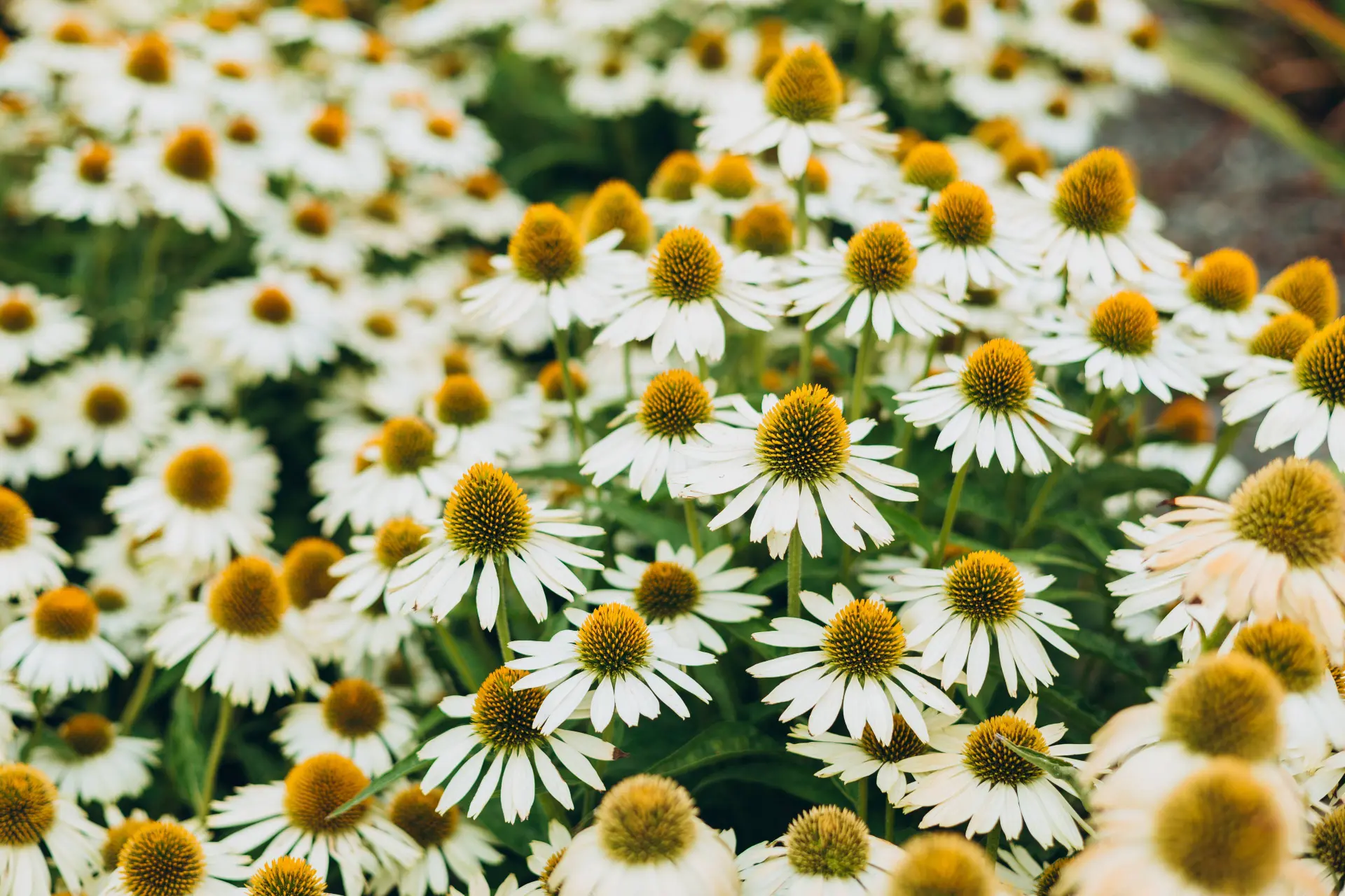 shutterstock 2559148425