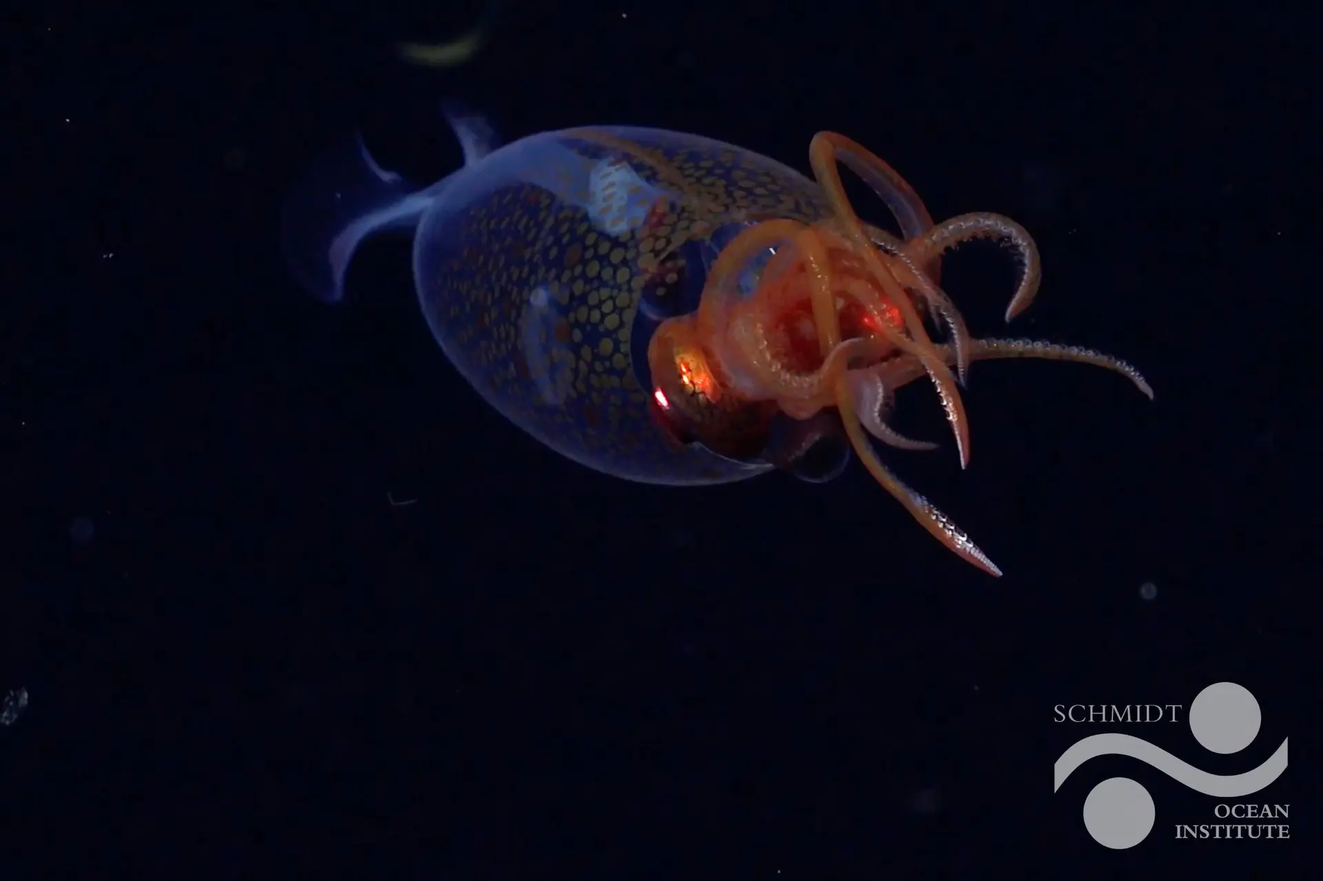 fkt250220 s0802 colossal squid scicam logo 115841