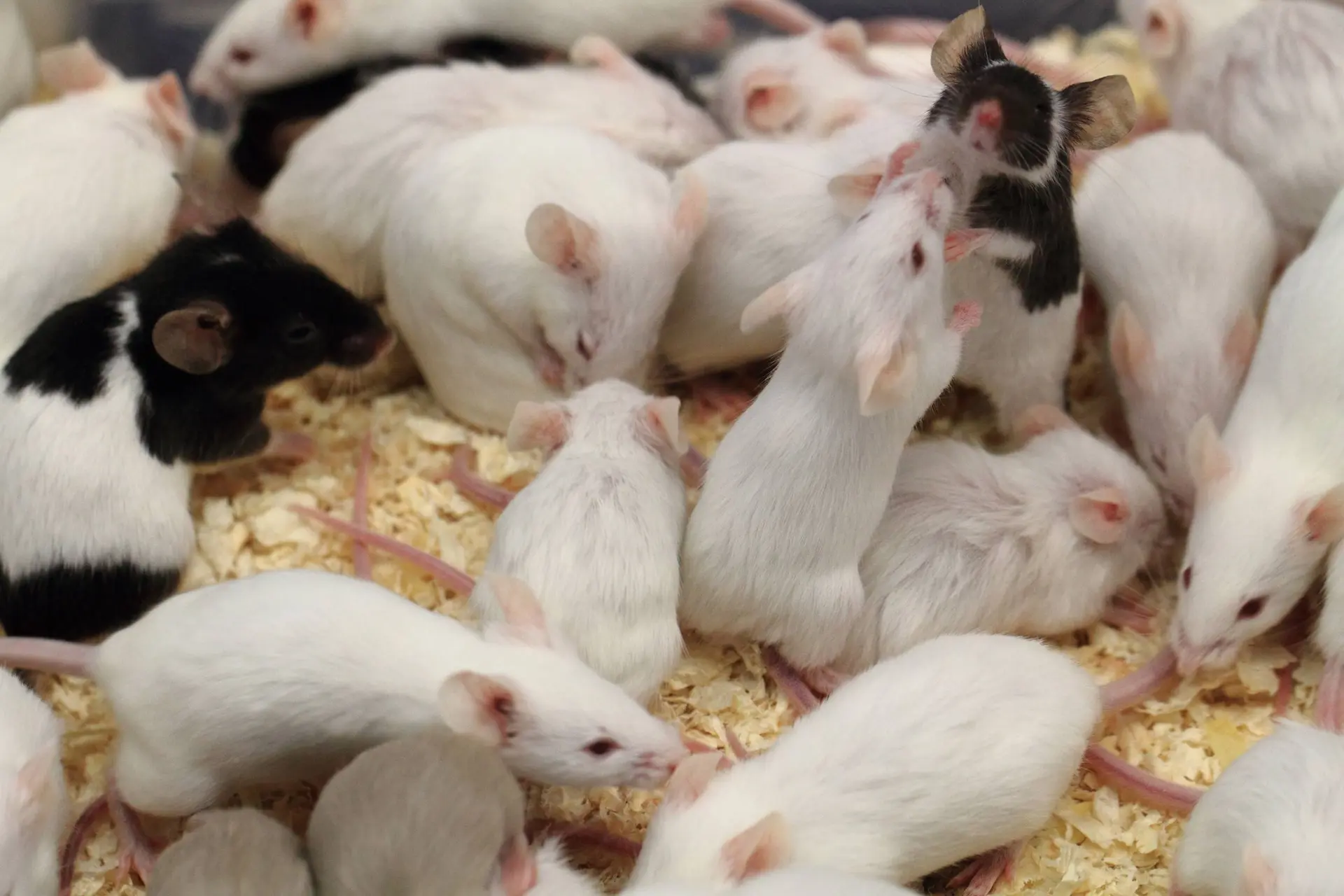 55518445_m