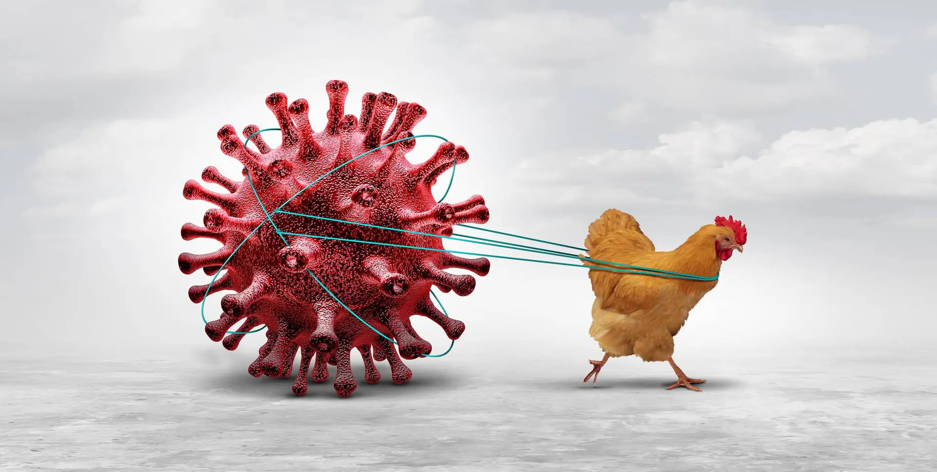 bird-flu-gettyimages