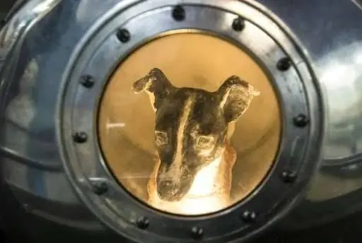 laika-a-soviet-space-dog-who-was-one-of-the-first-animals-v0-bjrp8c4sctya1