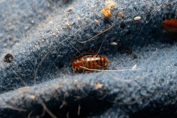 bedbugs-matress-seam-close-photo-600nw-2644077807