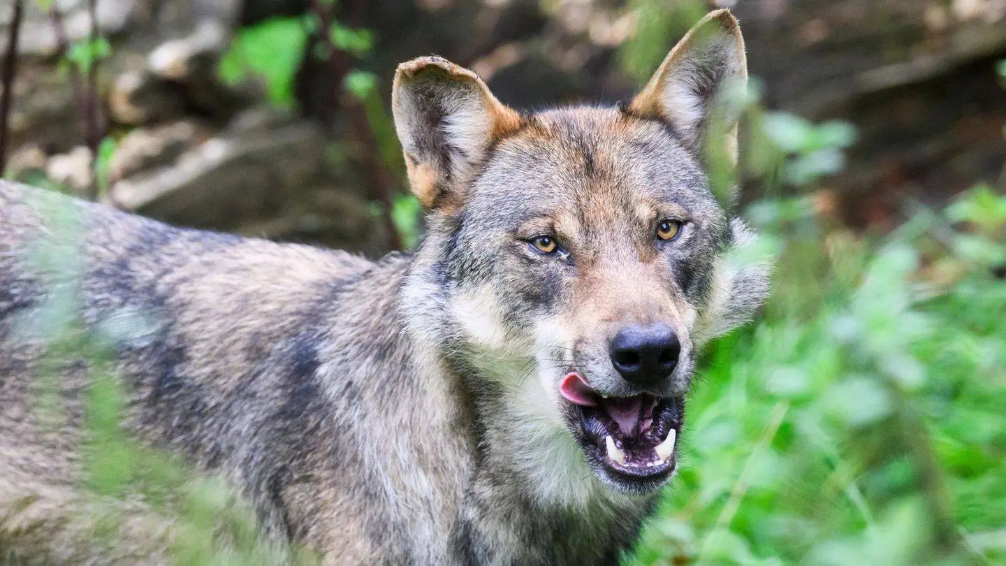 hamburg-wolf