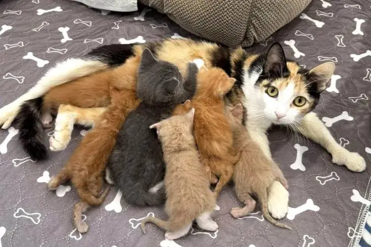 mom-cat-has-thumbs-extra-adopted-kittens-050826-1-995a3c1c5ef240fd94b42060a8fb5f08