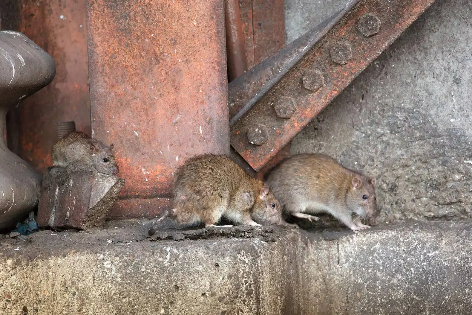 ratten-in-amsterdam