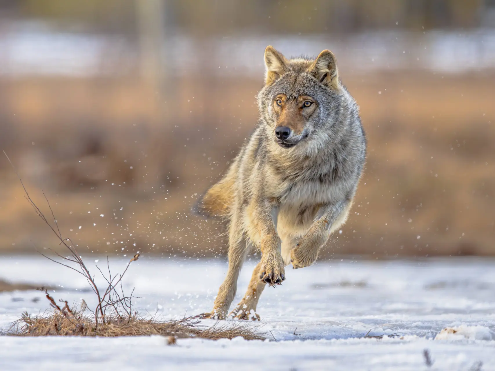 shutterstock_2631922019