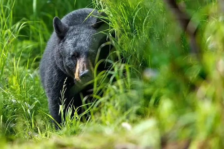 bear-attack-northern-saskatchewan