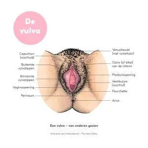 A-vulva-as-seen-from-below-–-Nederlands-300x300