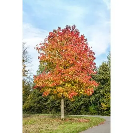 liquidambar_styraciflua_2