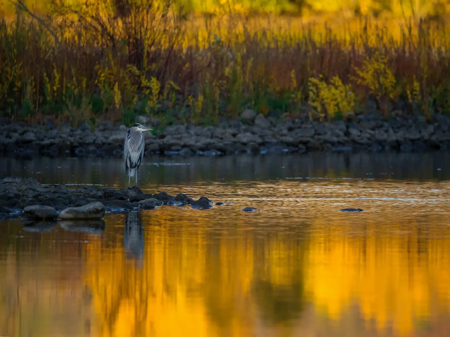 wetlands