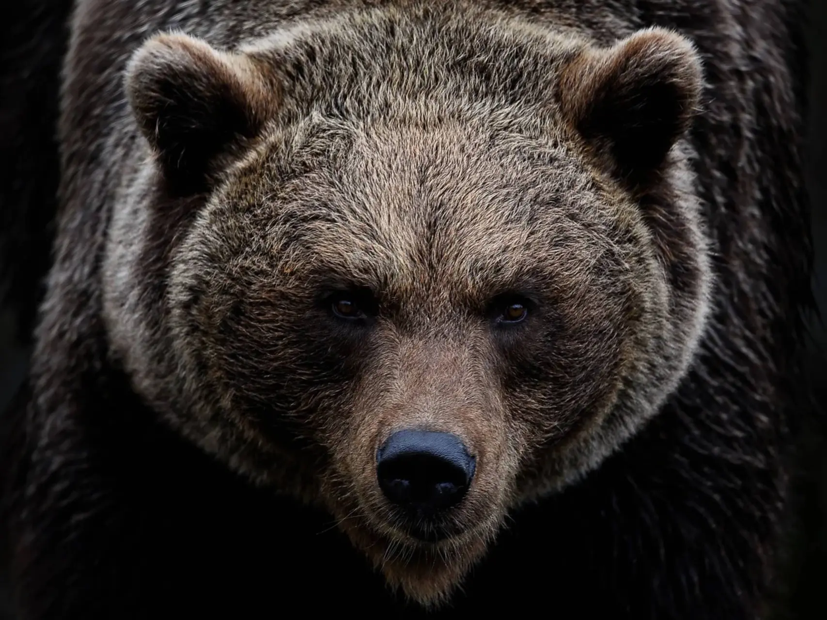 bear
