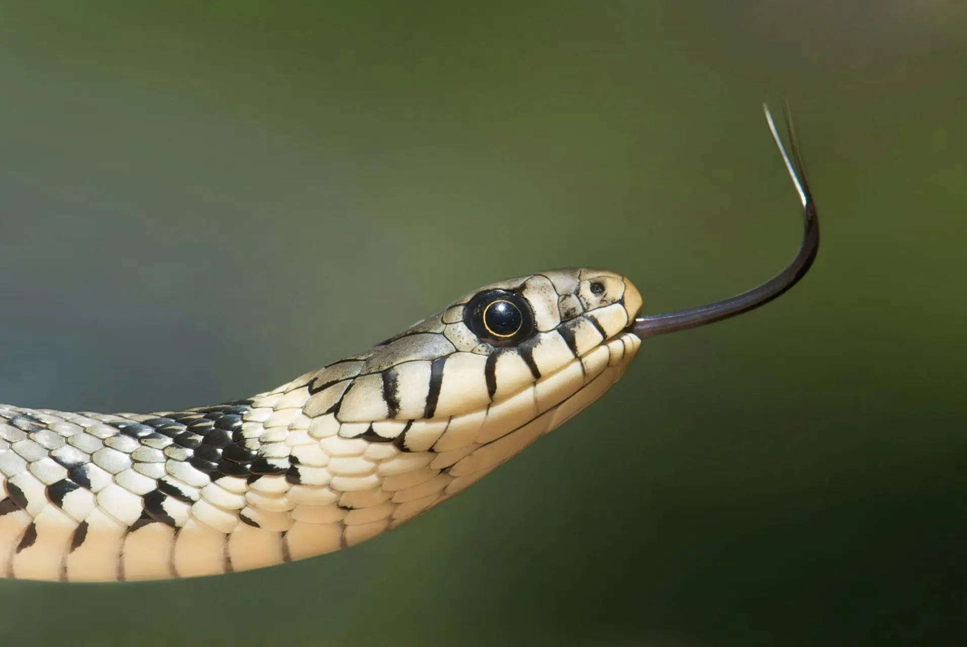 year of the snake