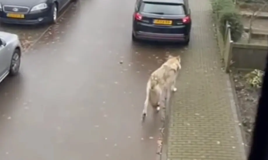 wolf
