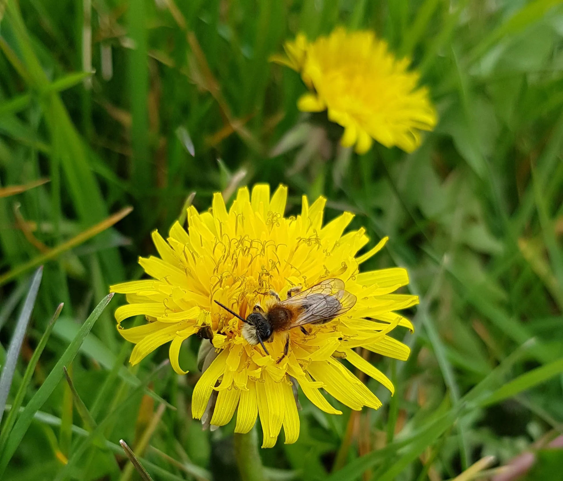 bij bijentelling petrascheutjens