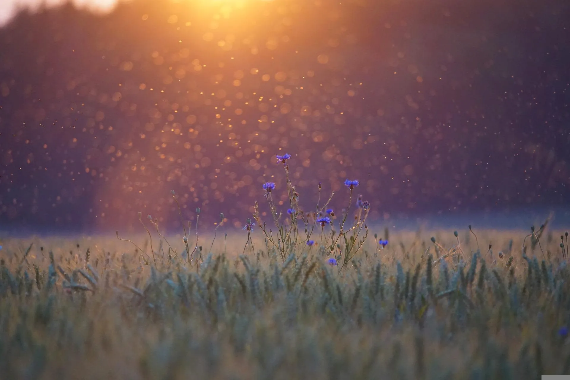 insecten pixabay cornflowers 5352633 1920