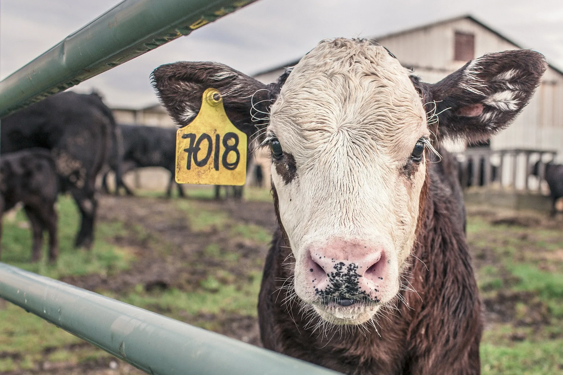 kalf koe boer boerderij vee