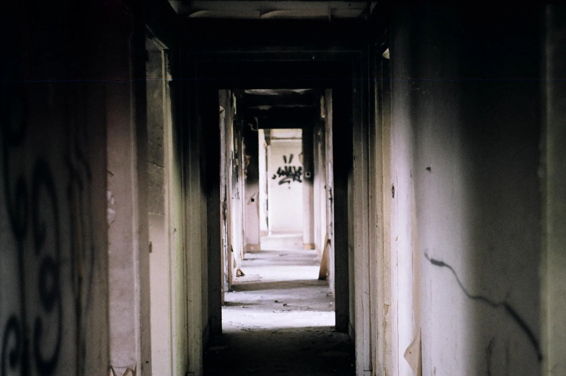krot pixabay