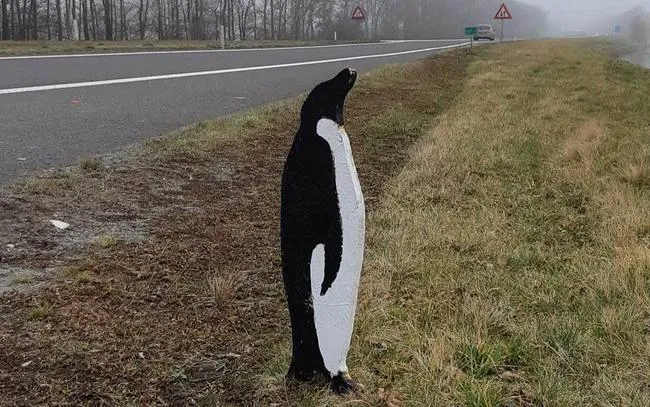 pinguin