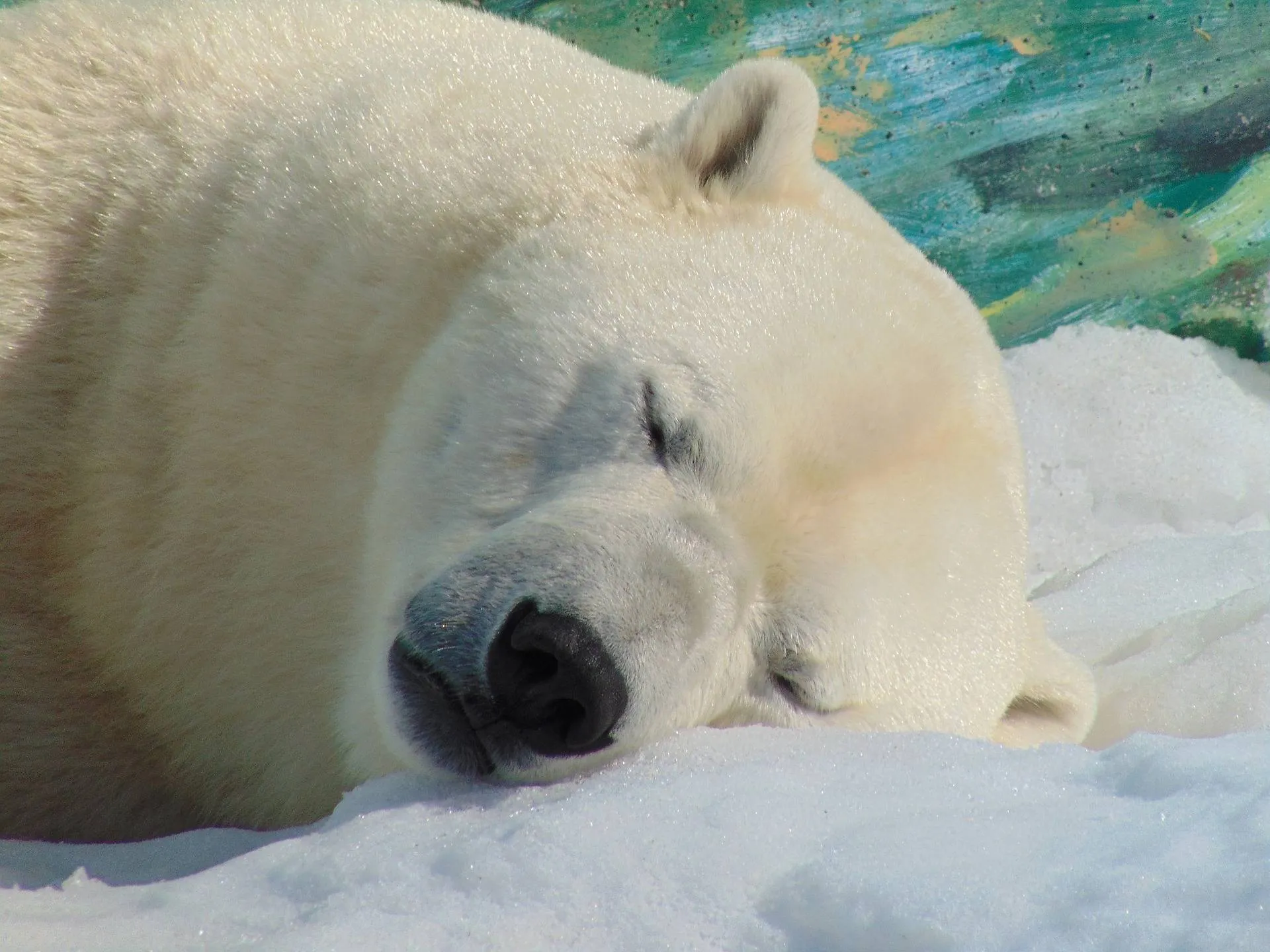 pixabay polar bear g9db30052f 1920