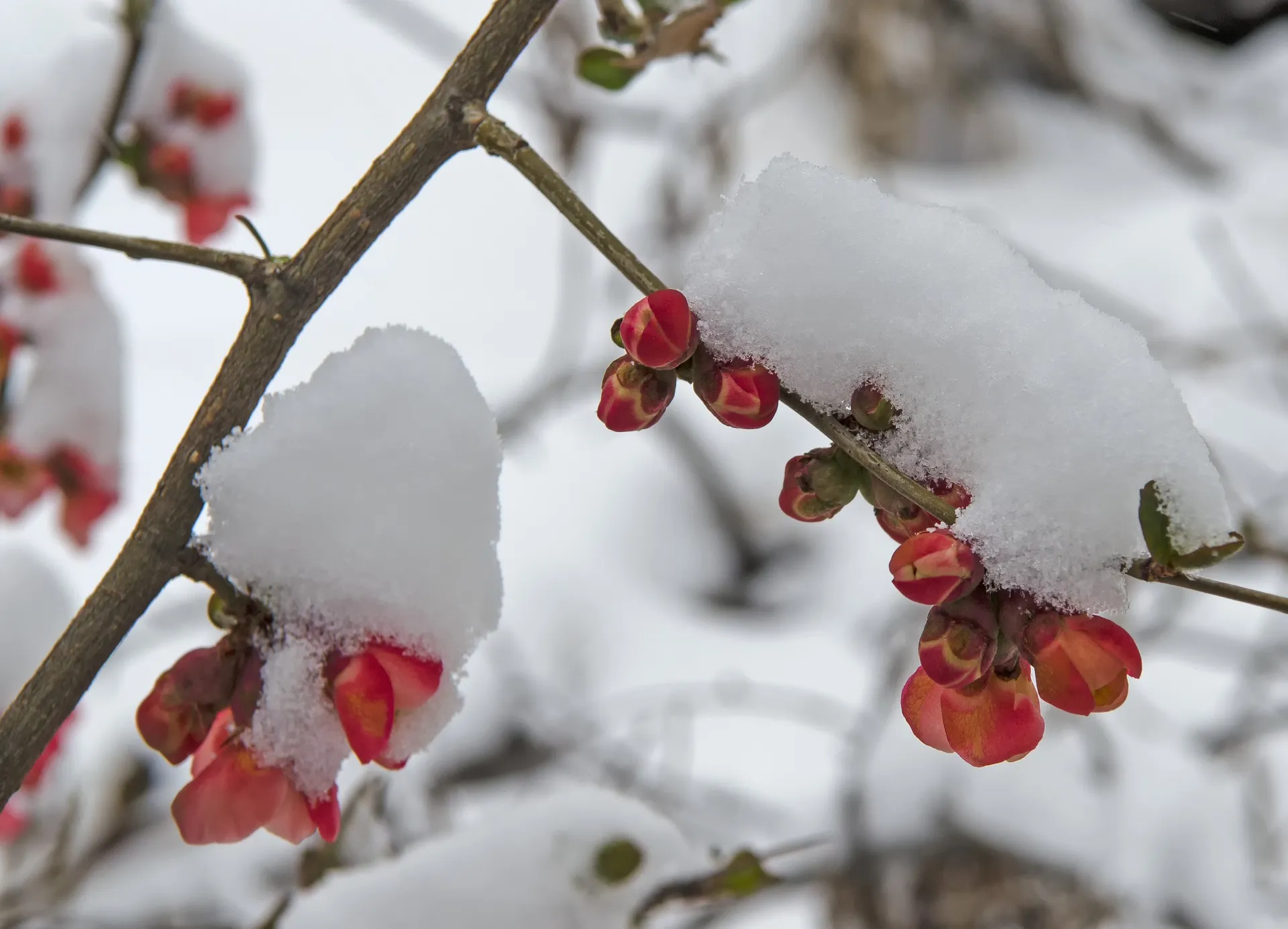 sneeuw april lente pixabay